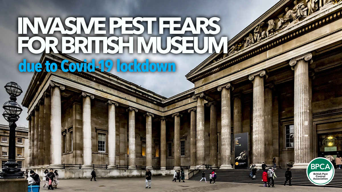 british-museum-invasive-insect-fears british-museum-invasive-insect-fears